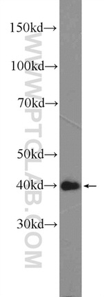 ARMCX3 Antibody in Western Blot (WB)