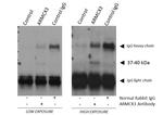 ARMCX3 Antibody in Immunoprecipitation (IP)