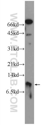 CXorf61 Antibody in Western Blot (WB)