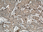CXorf61 Antibody in Immunohistochemistry (Paraffin) (IHC (P))