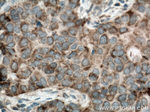 CXorf61 Antibody in Immunohistochemistry (Paraffin) (IHC (P))