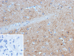 GAD1/GAD67 (GABAergic Neuronal Marker) Monoclonal Antibody (BICCN-GAD67-1A6)