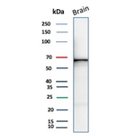 GAD1/GAD67 (GABAergic Neuronal Marker) Antibody in Western Blot (WB)