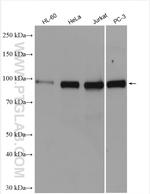 UHRF2 Antibody in Western Blot (WB)