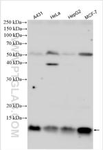 CHCHD5 Antibody in Western Blot (WB)