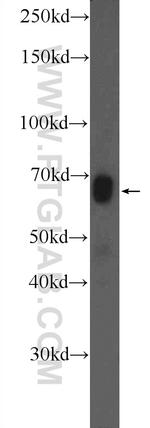 Osteopontin Antibody in Western Blot (WB)