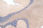 MAP6/STOP Antibody in Immunohistochemistry (Paraffin) (IHC (P))