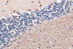 MAP6/STOP Antibody in Immunohistochemistry (Paraffin) (IHC (P))