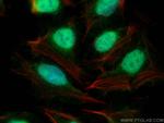 FAM135A Antibody in Immunocytochemistry (ICC/IF)