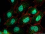 FAM135A Antibody in Immunocytochemistry (ICC/IF)