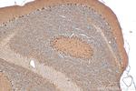 FAM135A Antibody in Immunohistochemistry (Paraffin) (IHC (P))