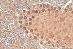 FAM135A Antibody in Immunohistochemistry (Paraffin) (IHC (P))