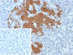 GAD2/GAD65 (GABAergic Neuronal Marker) Antibody in Immunohistochemistry (Paraffin) (IHC (P))