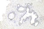 ATP1A3 Antibody in Immunohistochemistry (Paraffin) (IHC (P))