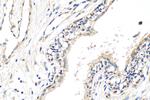 ATP1A3 Antibody in Immunohistochemistry (Paraffin) (IHC (P))