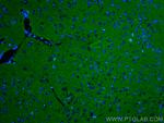 ATP1A3 Antibody in Immunohistochemistry (PFA fixed) (IHC (PFA))