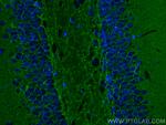 ATP1A3 Antibody in Immunohistochemistry (PFA fixed) (IHC (PFA))