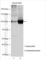 ATP1A3 Antibody in Western Blot (WB)