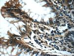 SERAC1 Antibody in Immunohistochemistry (Paraffin) (IHC (P))
