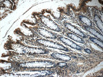 SERAC1 Antibody in Immunohistochemistry (Paraffin) (IHC (P))