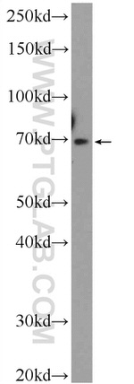 SERAC1 Antibody in Western Blot (WB)