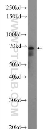 SERAC1 Antibody in Western Blot (WB)