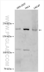 FYCO1 Antibody in Western Blot (WB)