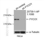 FYCO1 Antibody in Western Blot (WB)