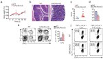 IFN gamma Antibody in Flow Cytometry (Flow)