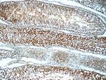 ANKRD54 Antibody in Immunohistochemistry (Paraffin) (IHC (P))