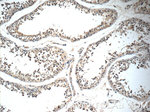 IQCK Antibody in Immunohistochemistry (Paraffin) (IHC (P))