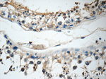 IQCK Antibody in Immunohistochemistry (Paraffin) (IHC (P))
