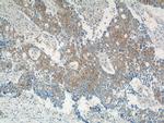 IQCK Antibody in Immunohistochemistry (Paraffin) (IHC (P))