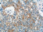 IQCK Antibody in Immunohistochemistry (Paraffin) (IHC (P))