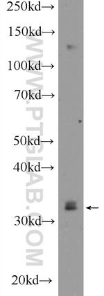 IQCK Antibody in Western Blot (WB)