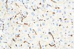 CD68 Antibody in Immunohistochemistry (Paraffin) (IHC (P))