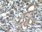 COX20 Antibody in Immunohistochemistry (Paraffin) (IHC (P))