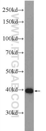 OLIG2 Antibody in Western Blot (WB)