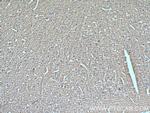 SNX32 Antibody in Immunohistochemistry (Paraffin) (IHC (P))