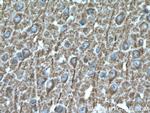 SNX32 Antibody in Immunohistochemistry (Paraffin) (IHC (P))