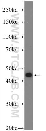 SNX32 Antibody in Western Blot (WB)