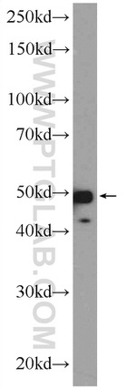 SNX32 Antibody in Western Blot (WB)