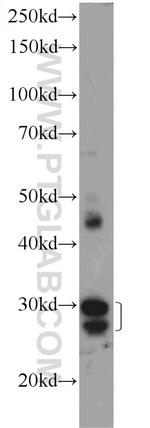 ORAI3 Antibody in Western Blot (WB)