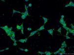 CCDC88C Antibody in Immunocytochemistry (ICC/IF)