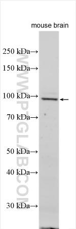 G6PC Antibody in Western Blot (WB)