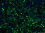 MYO1G Antibody in Immunocytochemistry (ICC/IF)