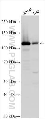 MYO1G Antibody in Western Blot (WB)