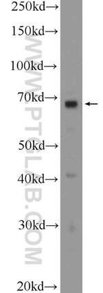 BCAS1 Antibody in Western Blot (WB)