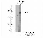 MTCL1 Antibody in Immunoprecipitation (IP)