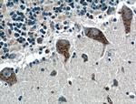 LRP2BP Antibody in Immunohistochemistry (Paraffin) (IHC (P))